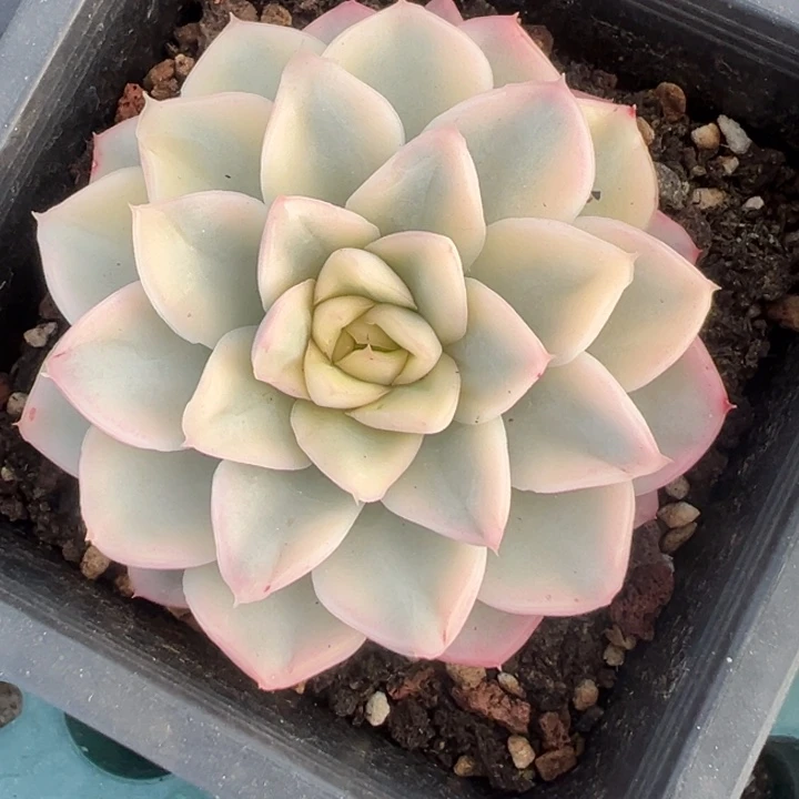 血鸢锦一物一拍锦龙