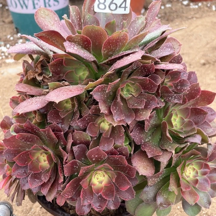 964多肉植物雅典娜