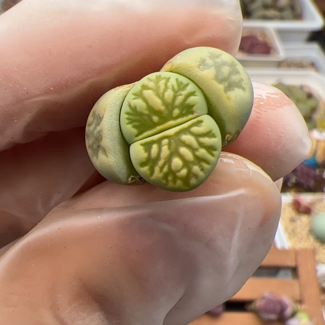 0117号 绿菊多肉植物