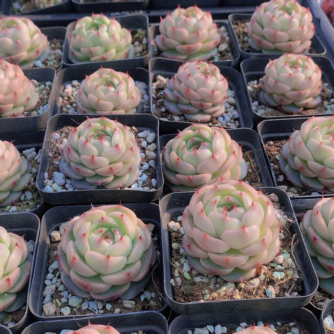 肥麦秆23567889990000