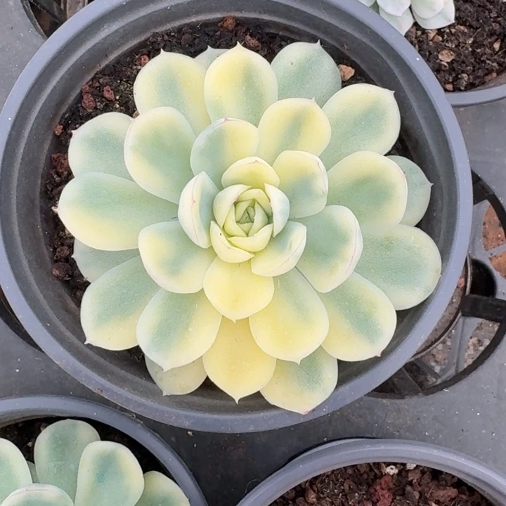 蝴蝶草莓冰一物一拍