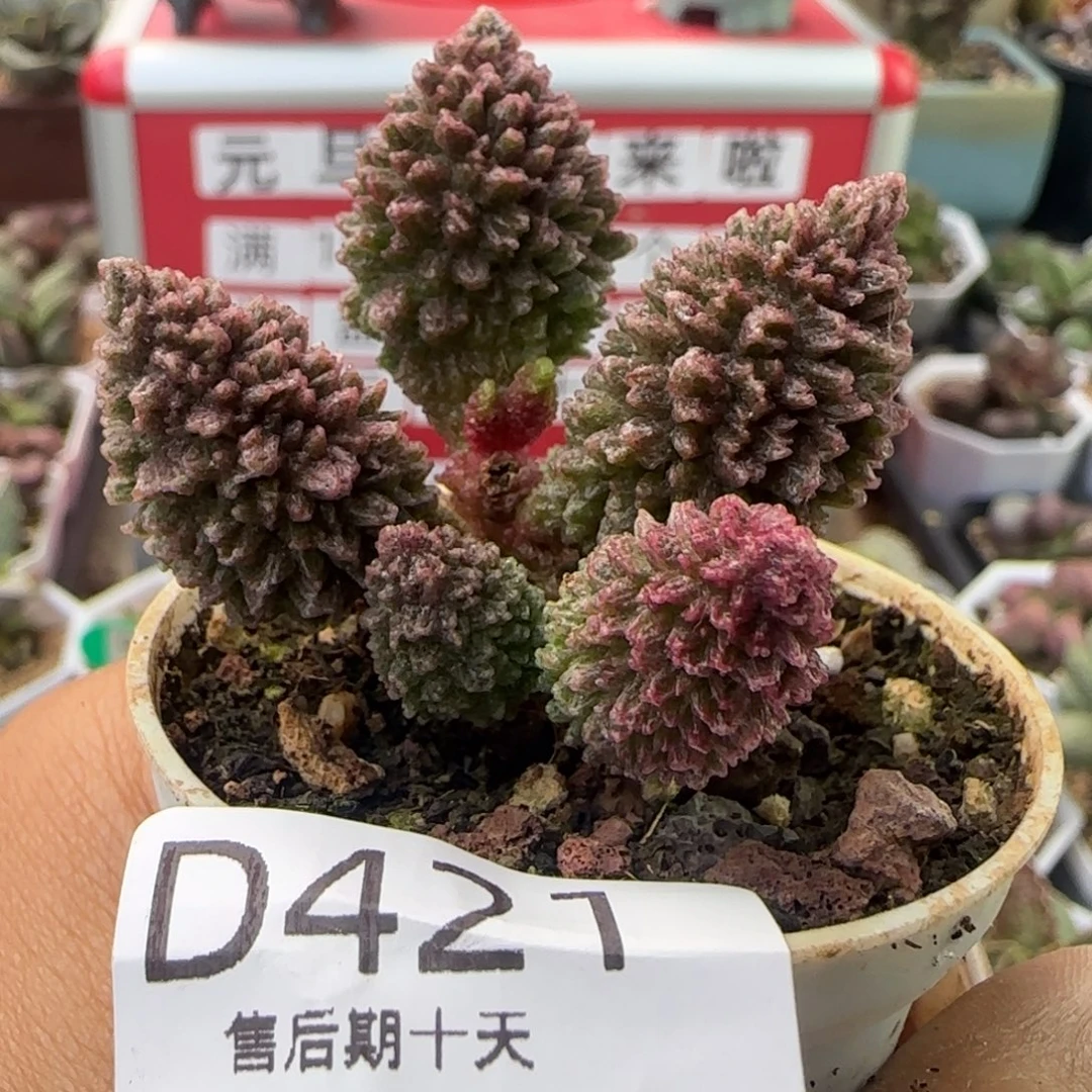 福利多h。       421。