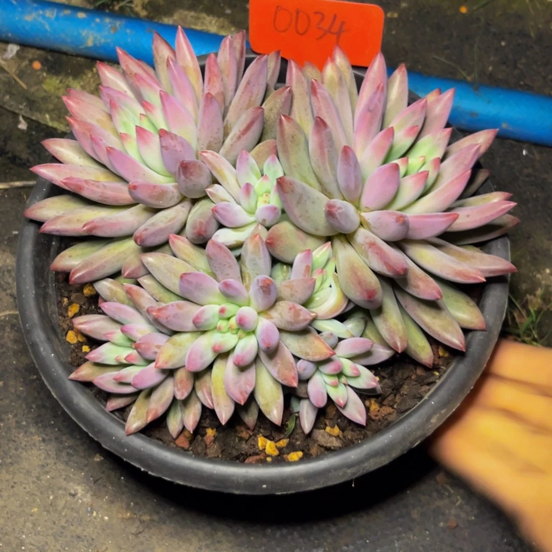 0034下午多肉植物群生