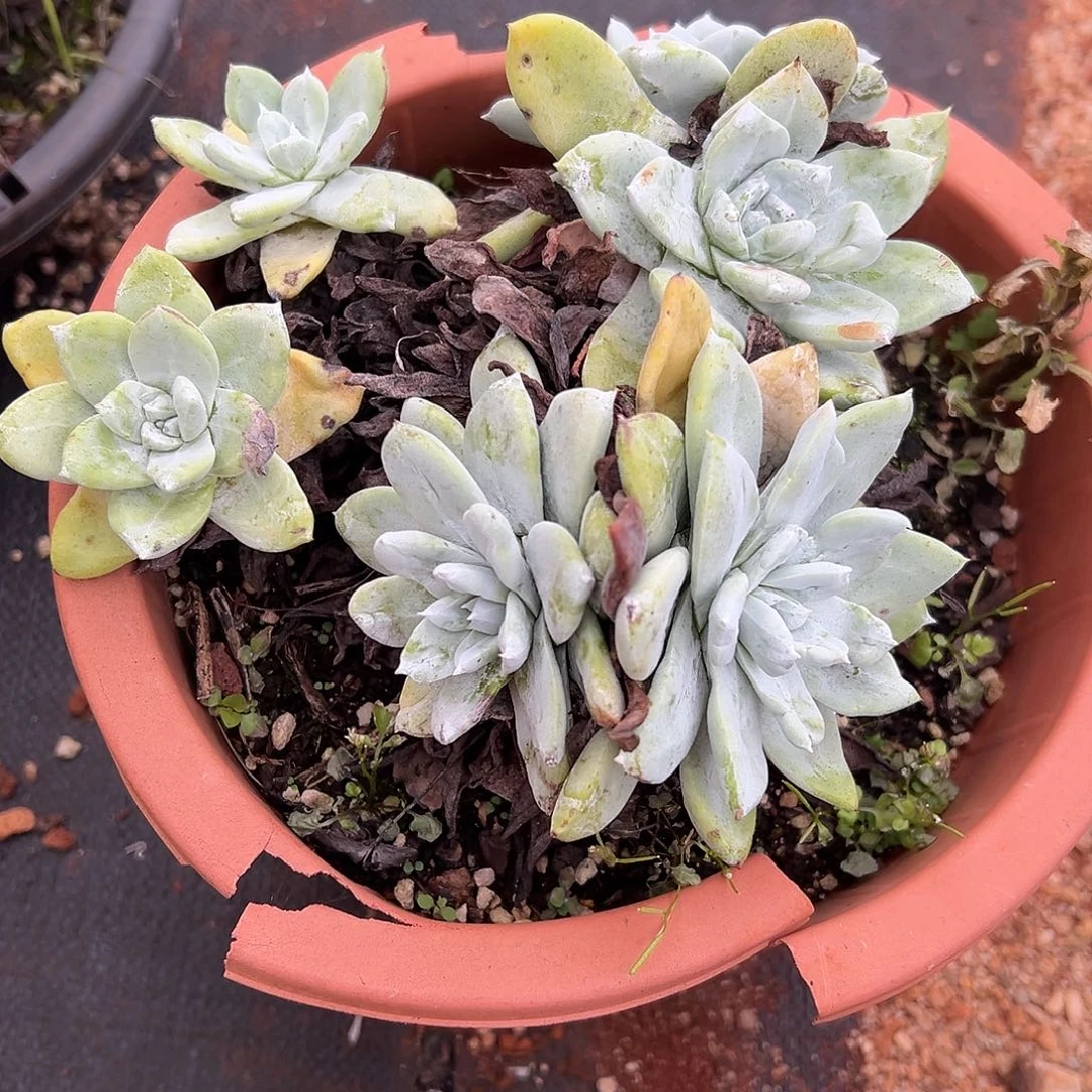 平***乐帕翠沙仙女杯多肉福利