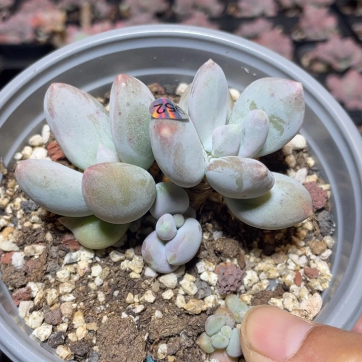 噜拉奶酪多肉植物变异