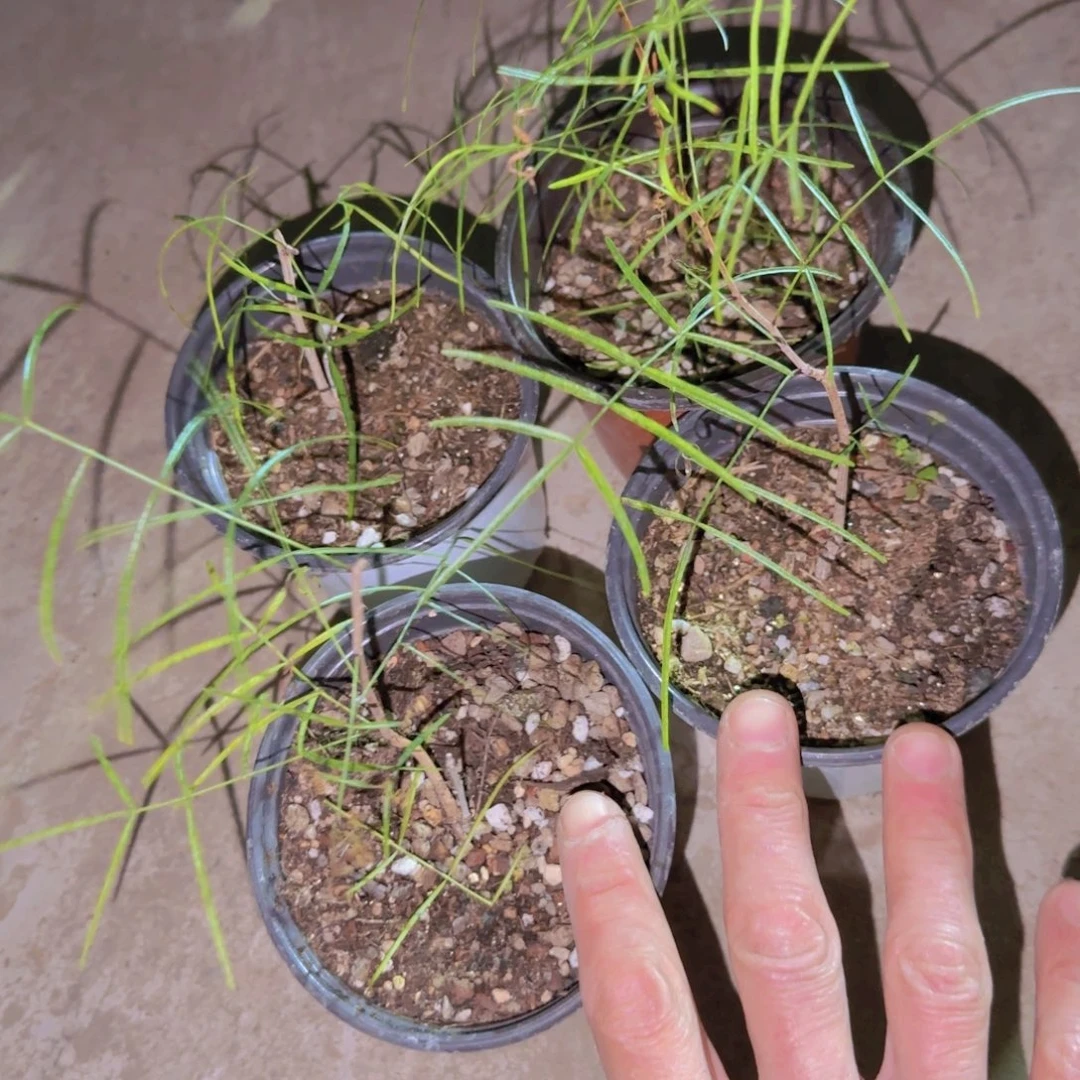 块根植物块根植物