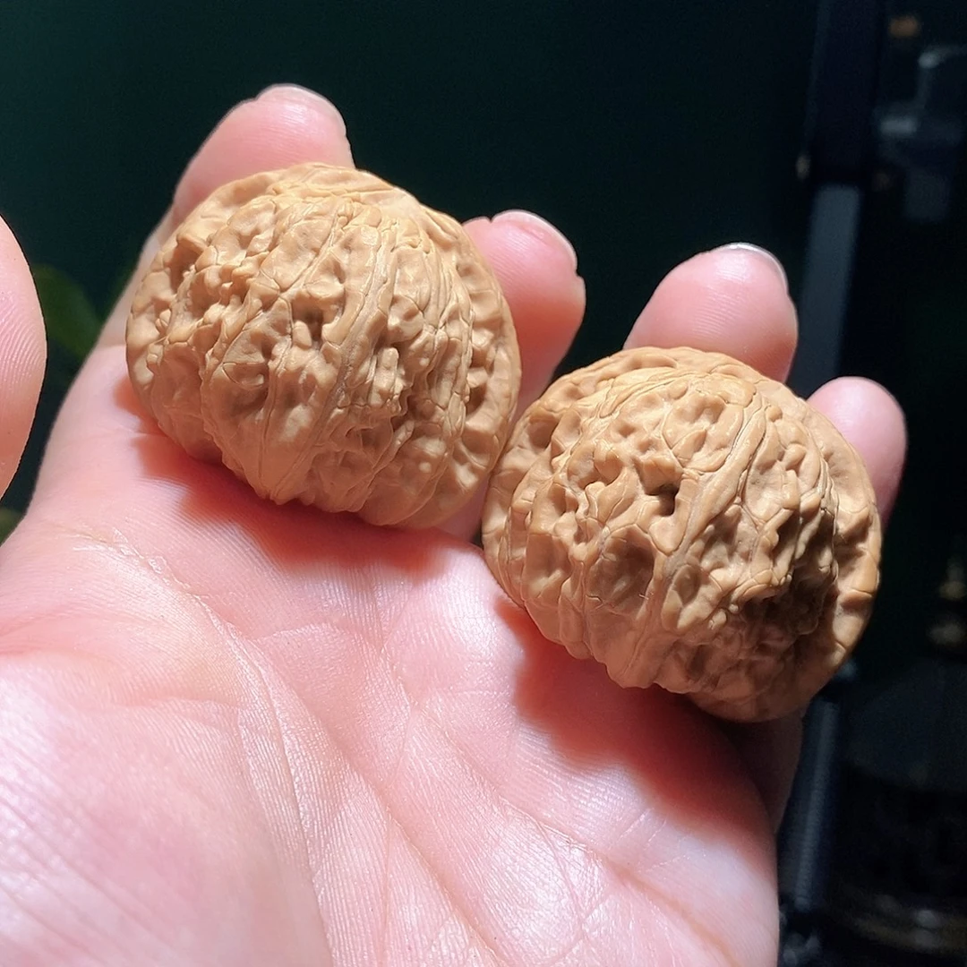 把件文玩核桃42白狮子全品