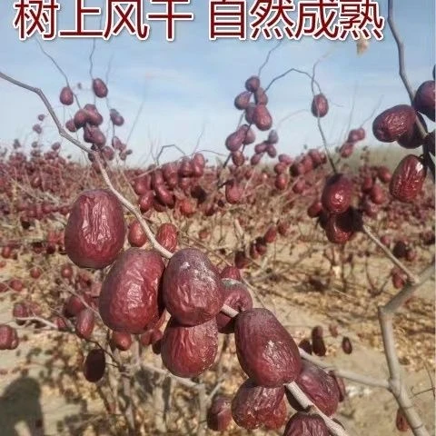 和田224团大枣枣王T极混发