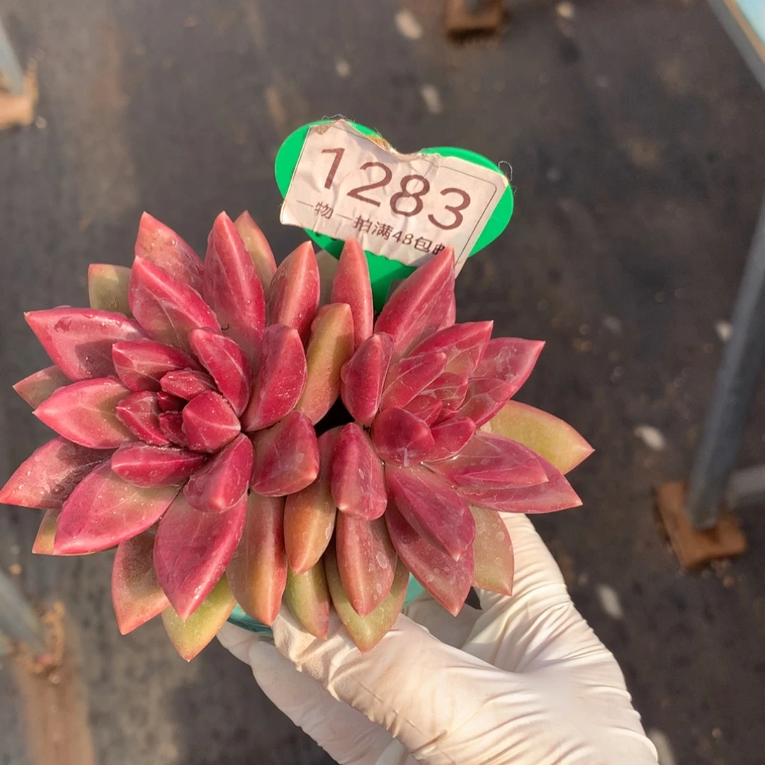 迷雾泡泡无砍平头1283