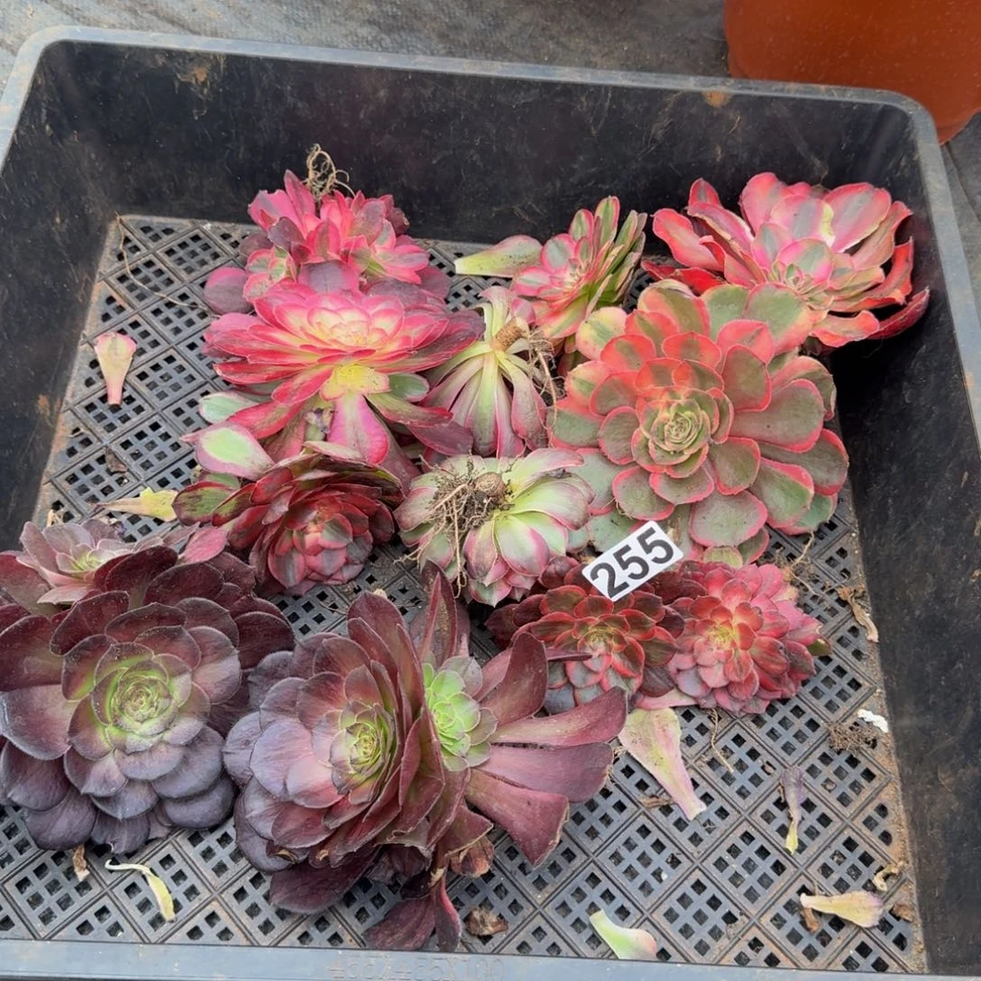 255多肉植物12颗一组