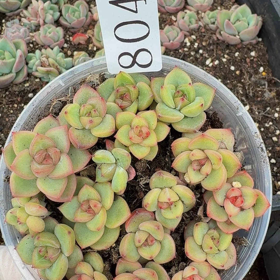 多肉植物多肉植物804