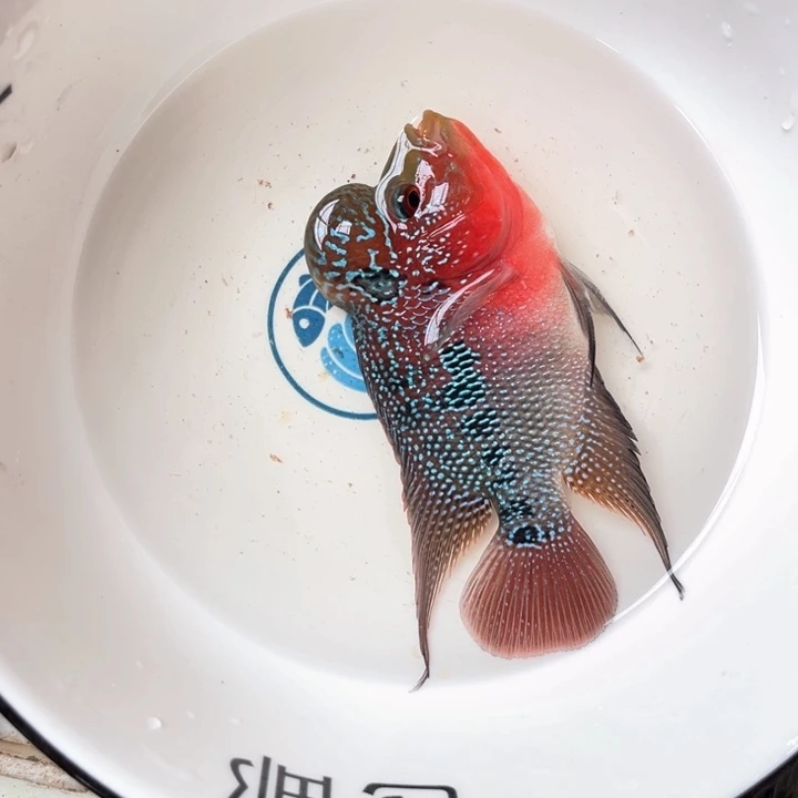 罗汉鱼016//////////////