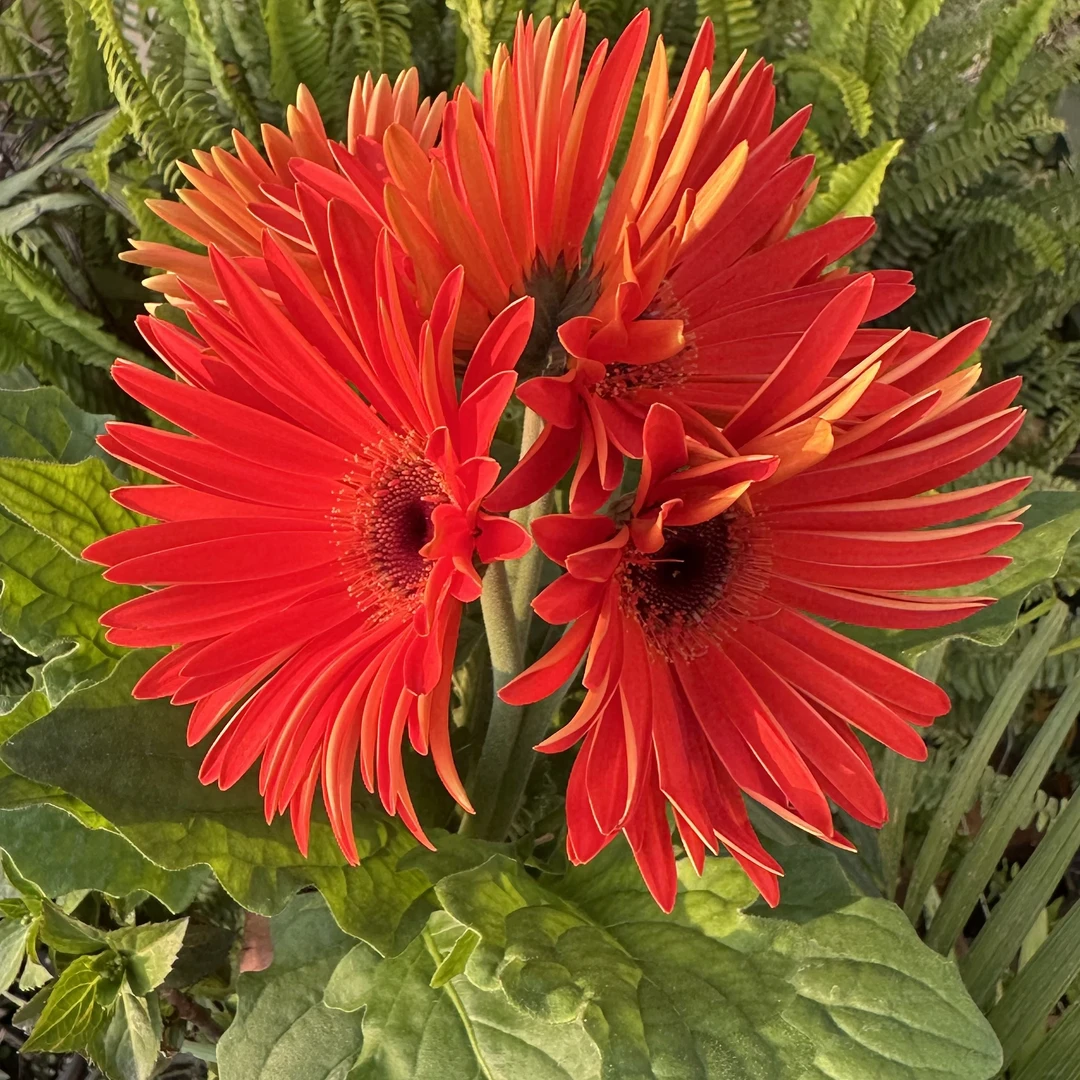 非洲菊【娜塔莎】盆栽多年生易爆花新手易养护喜阳植物