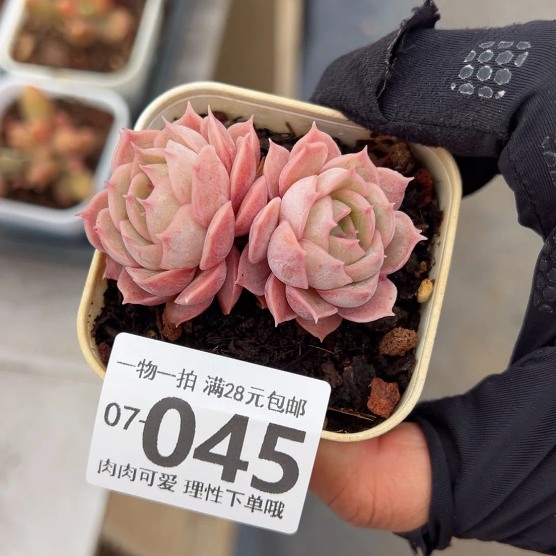 昂斯诺多肉多肉多肉多肉