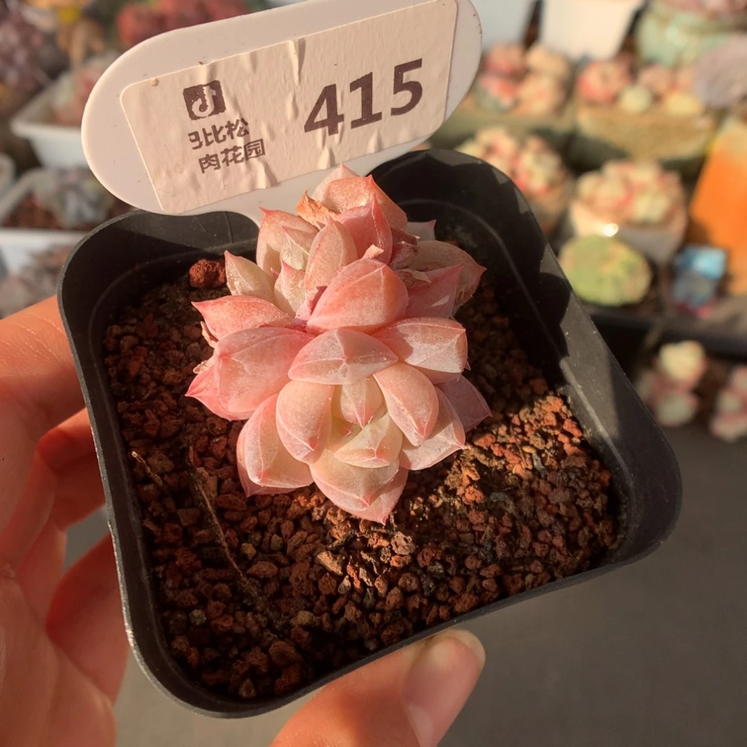 415三头粉钻多肉植物