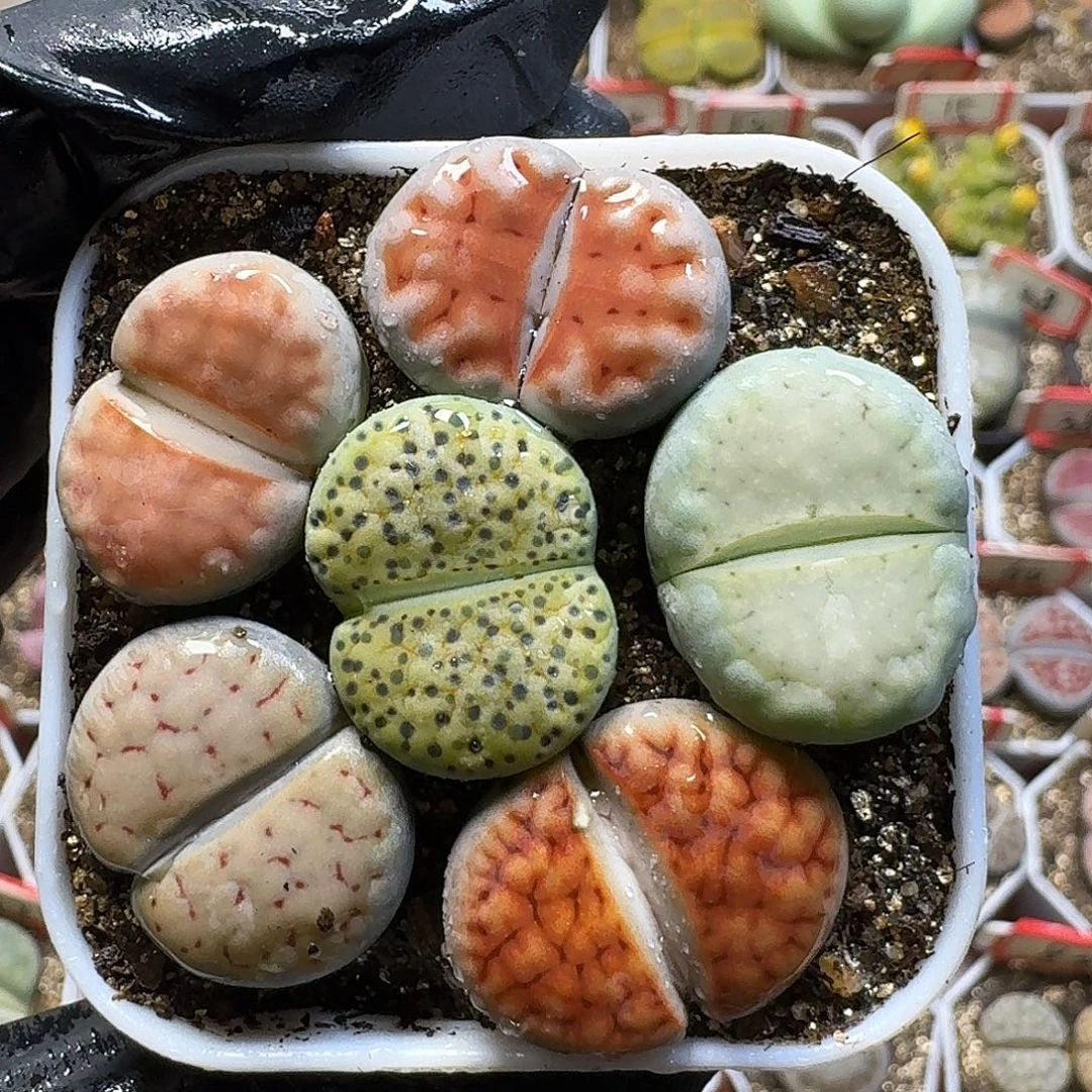 生石花2/：：/。  59