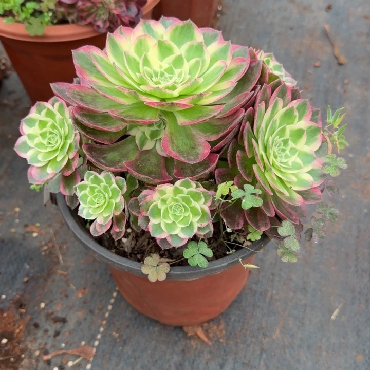 海仙手捧花啊啊啊