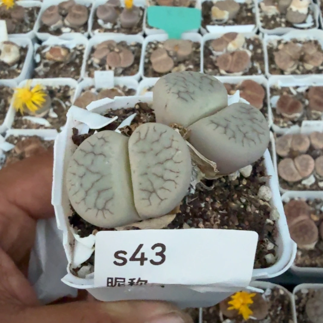 L*多肉植物多肉植物多肉植物