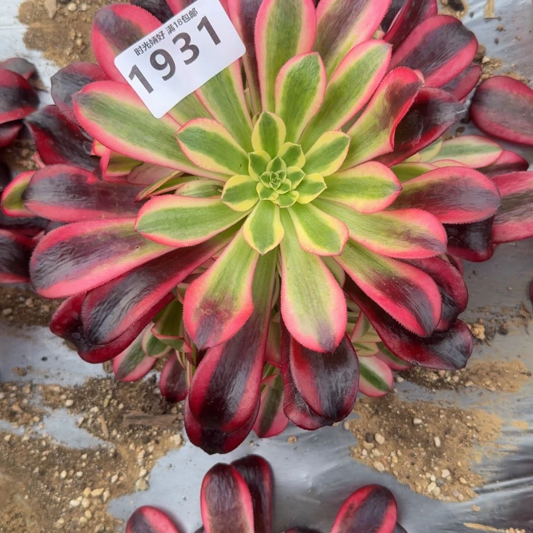 ?**?1931黑金。多肉植物