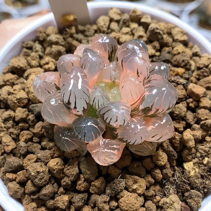 【闪购商品】16OB冰灯