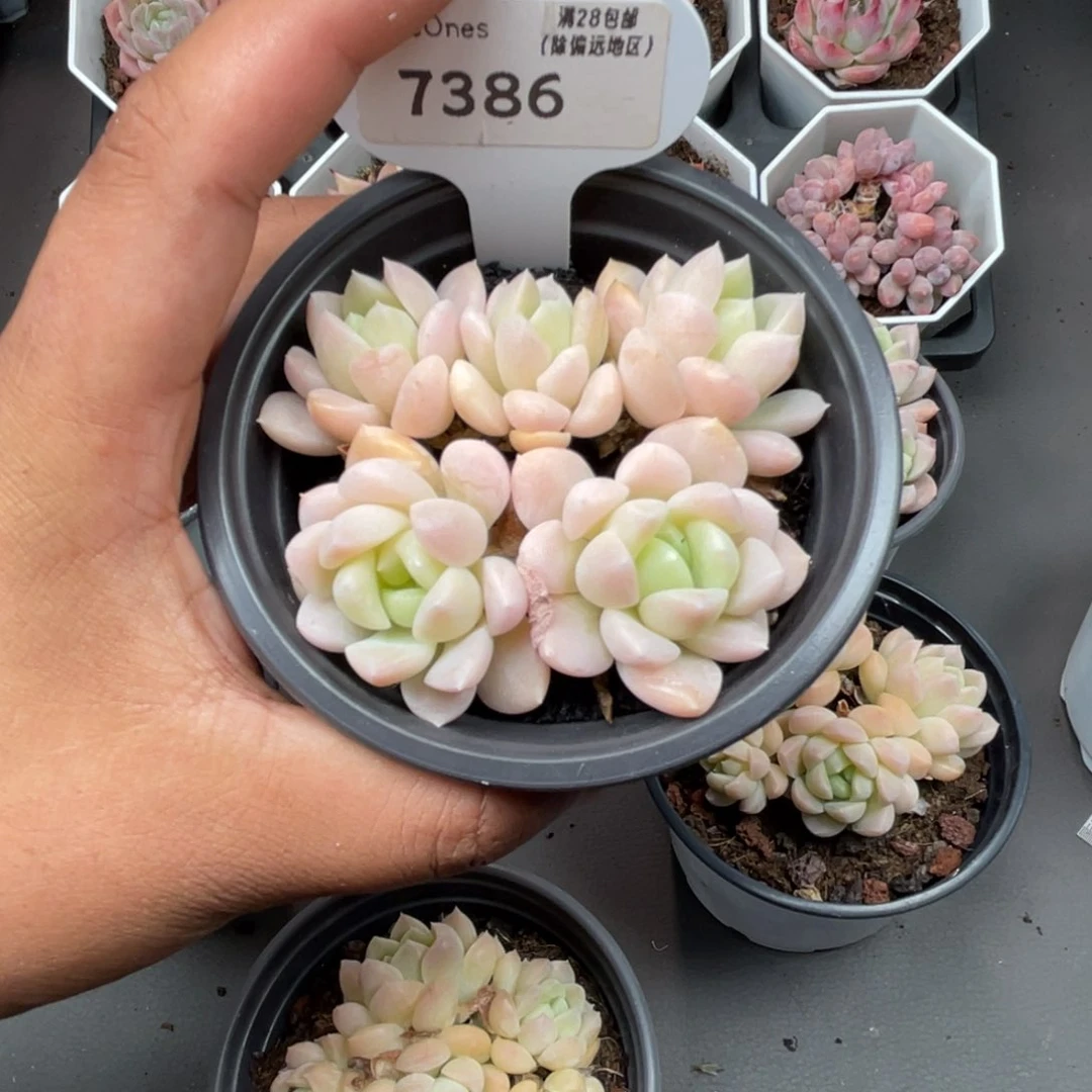 宝****女7386白雪7.0厘米