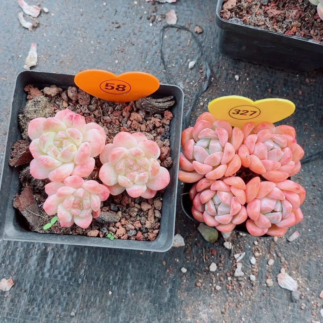 张***圆58号小老桩冰魄群327号小老桩糖心群