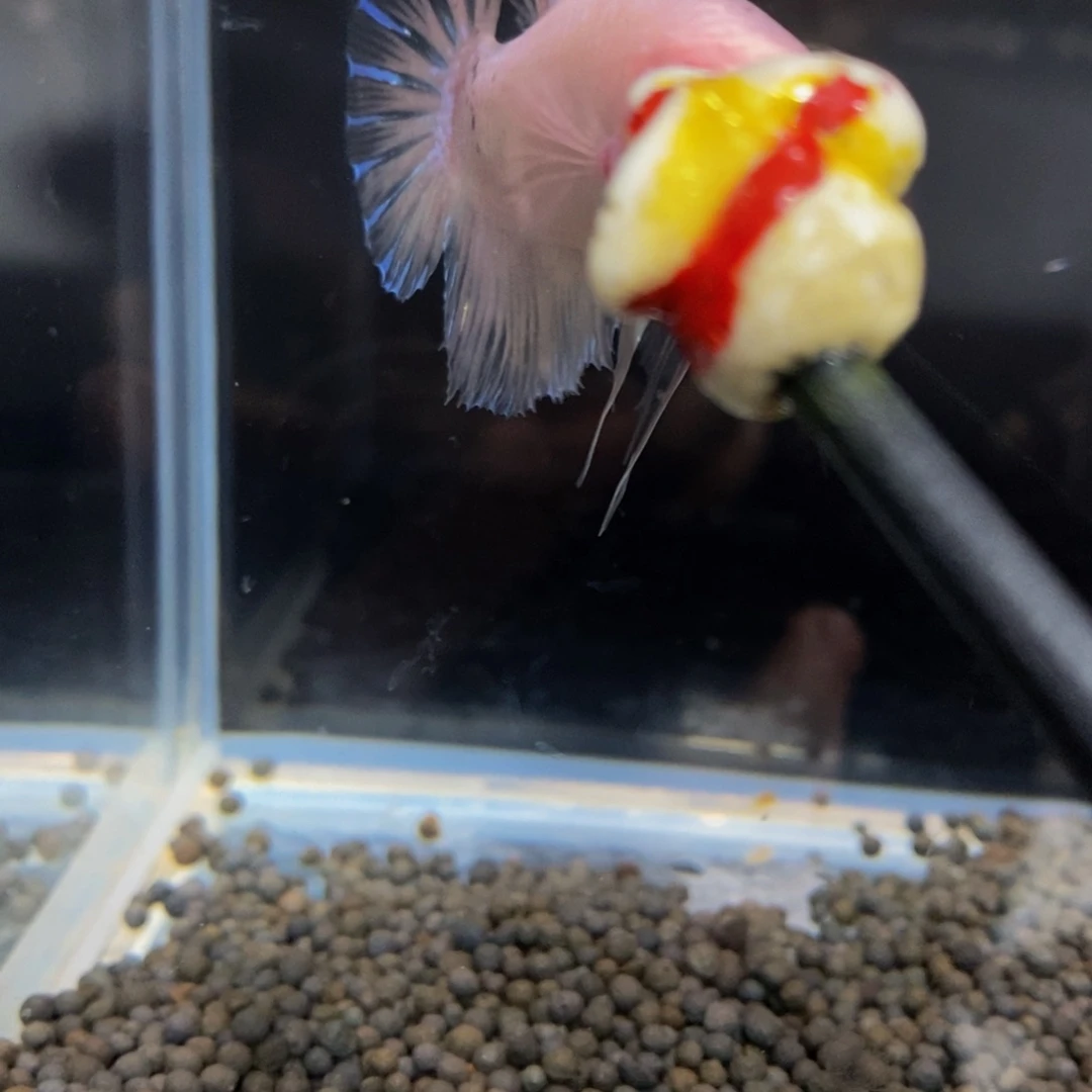 热带鱼公522巨斗