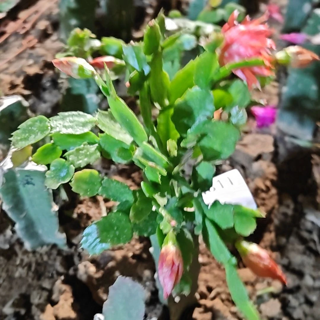 2228橙红重瓣脱土易掉苞芽811