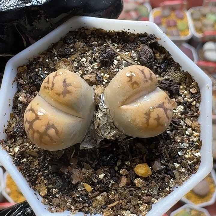 生石花33:。生。 527号