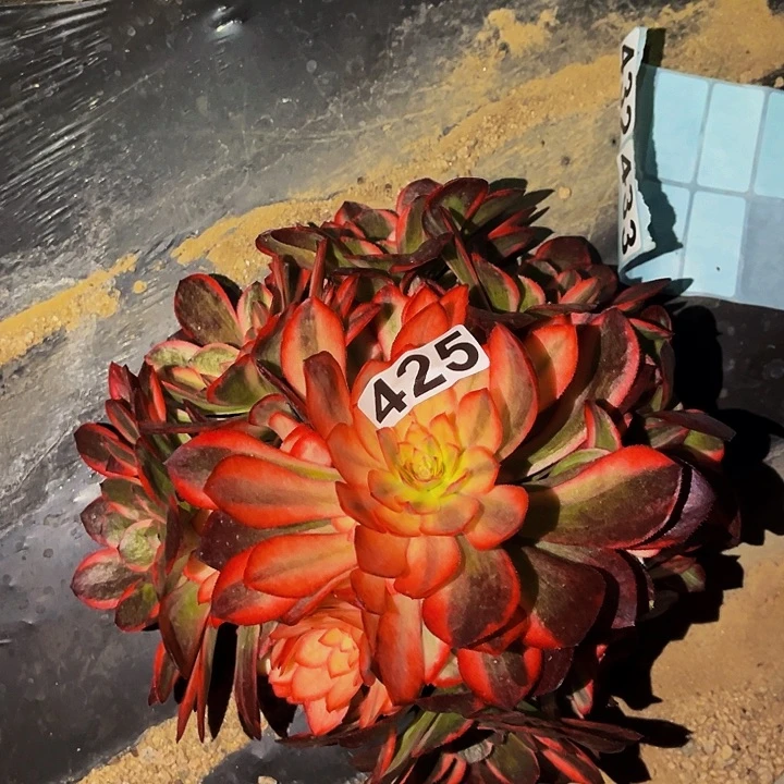 425黑魔锦多肉植物