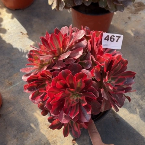 467美杜莎多肉植物