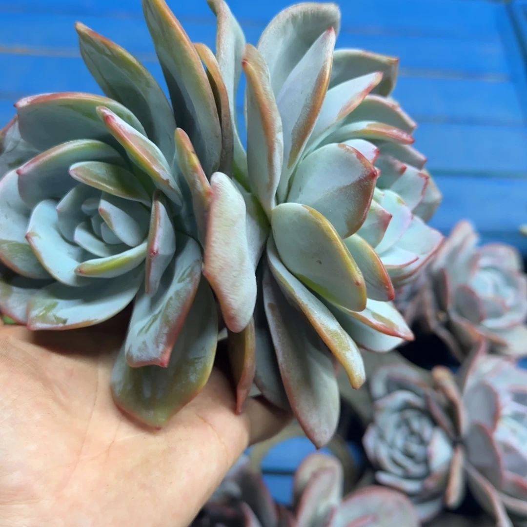 双头奶茶，发货点延迟