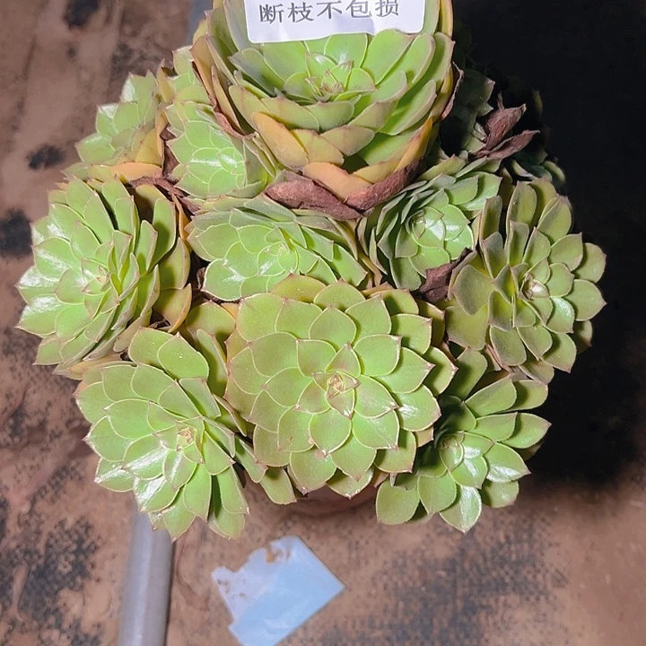 1648桃花石多肉植物