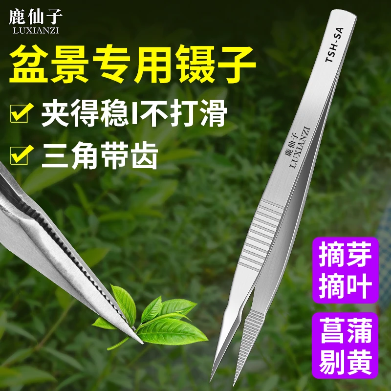 鹿仙子盆景专用镊子菖蒲剔黄多肉枯叶摘芽摘叶不锈钢带齿防滑夹子