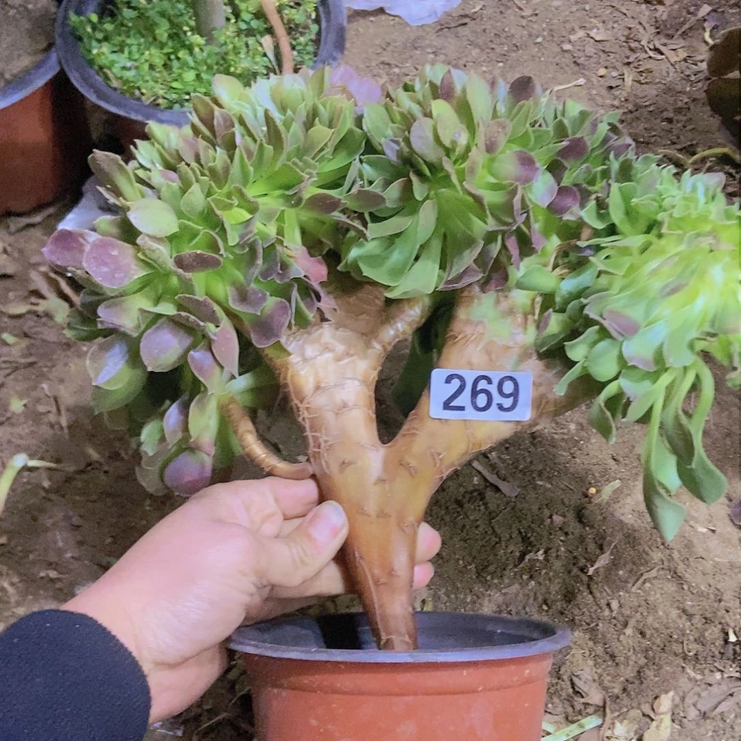 269玫瑰法师缀老板子法师