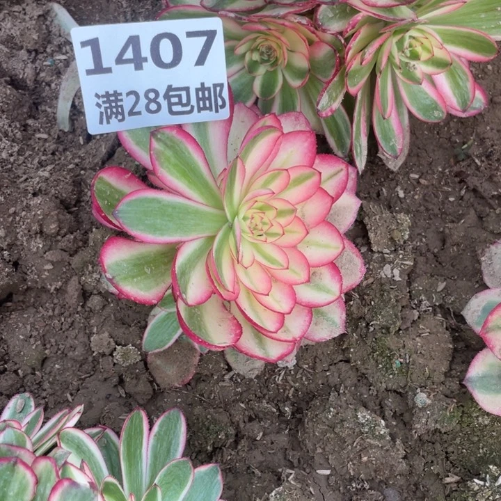 福**平1407二号棚荔枝多肉O