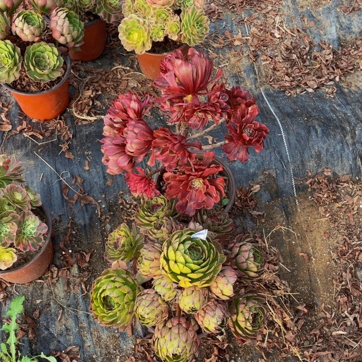 20鲜花鲜花妖桩不包断枝