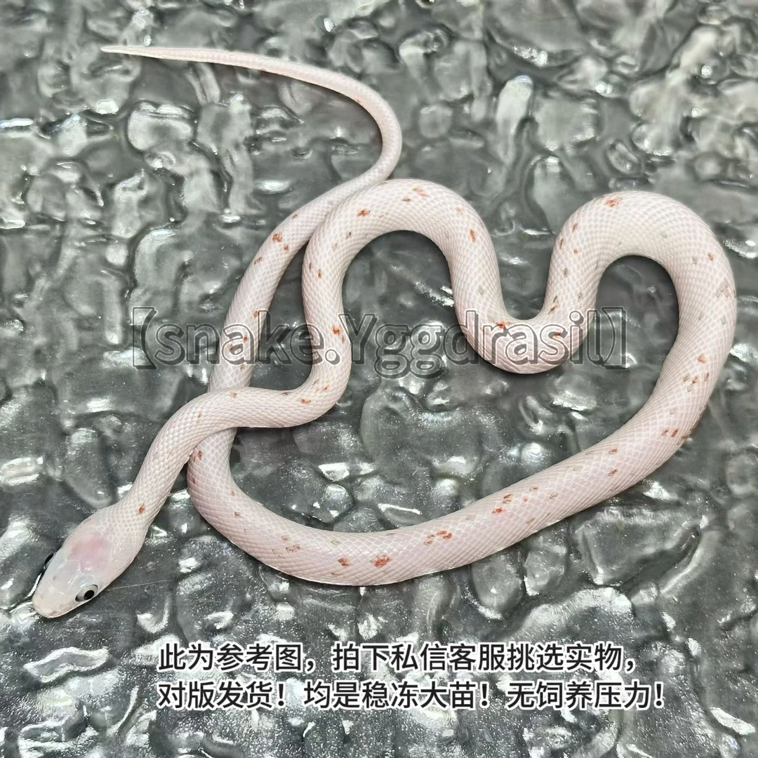 原色棕榈 玉米蛇 温顺无毒可上手 三包包开食新手饲养无压力