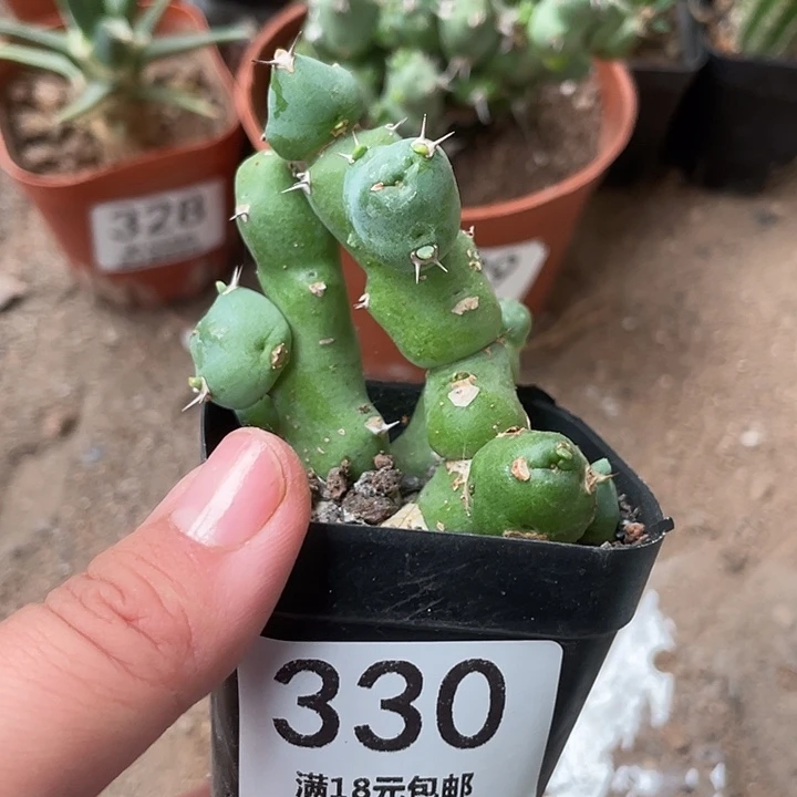 330仙人球开花植物