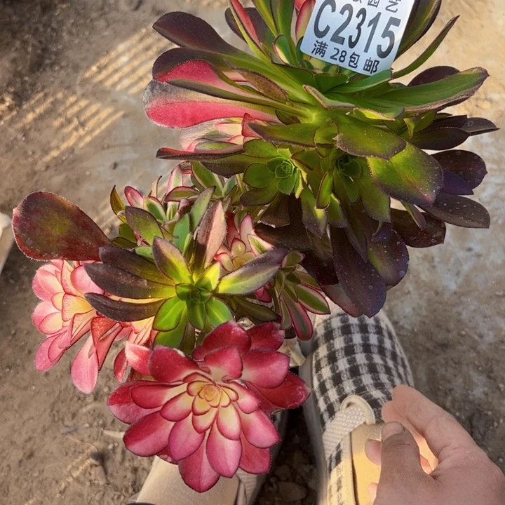 2315多肉植物砍头爱马仕