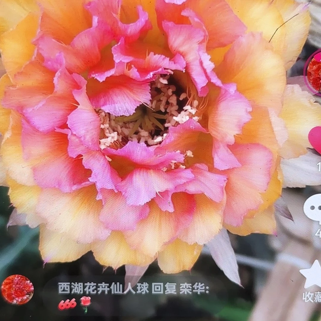 彩桃花眼彩45 公分侧牙20包邮27