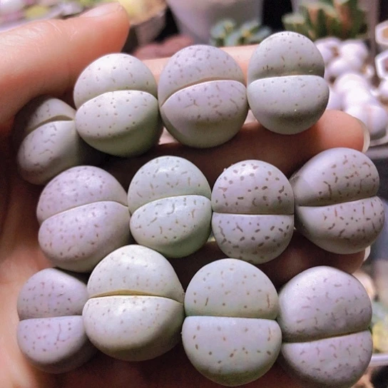 无花朵0438，下班福利