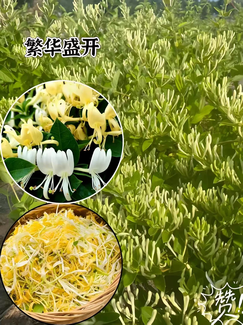 金银花树苗南方北方阳台庭院盆栽地栽