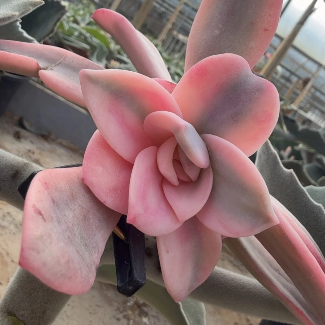 奶茶锦花脸锦无根侧芽