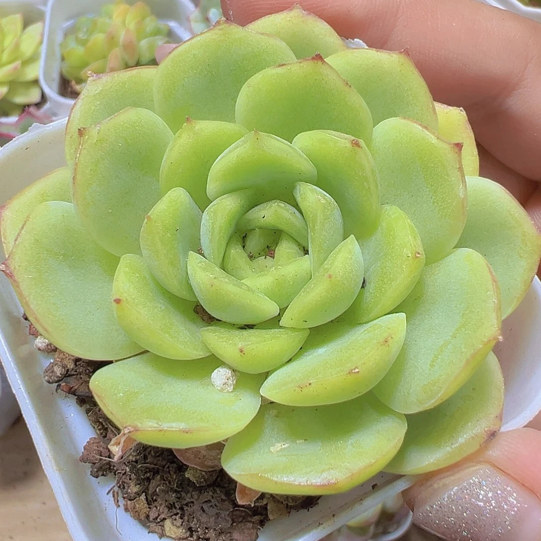 宝宝绿19包邮多肉植物