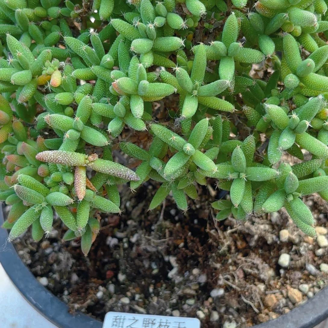 m****）玉米483。