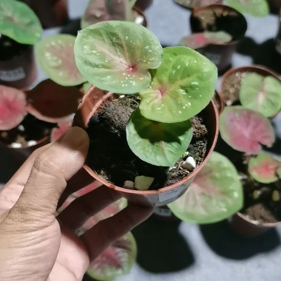 不开花植物A053小海