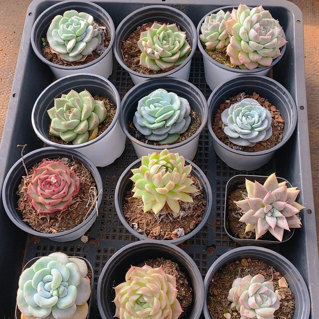 【闪购商品】云256