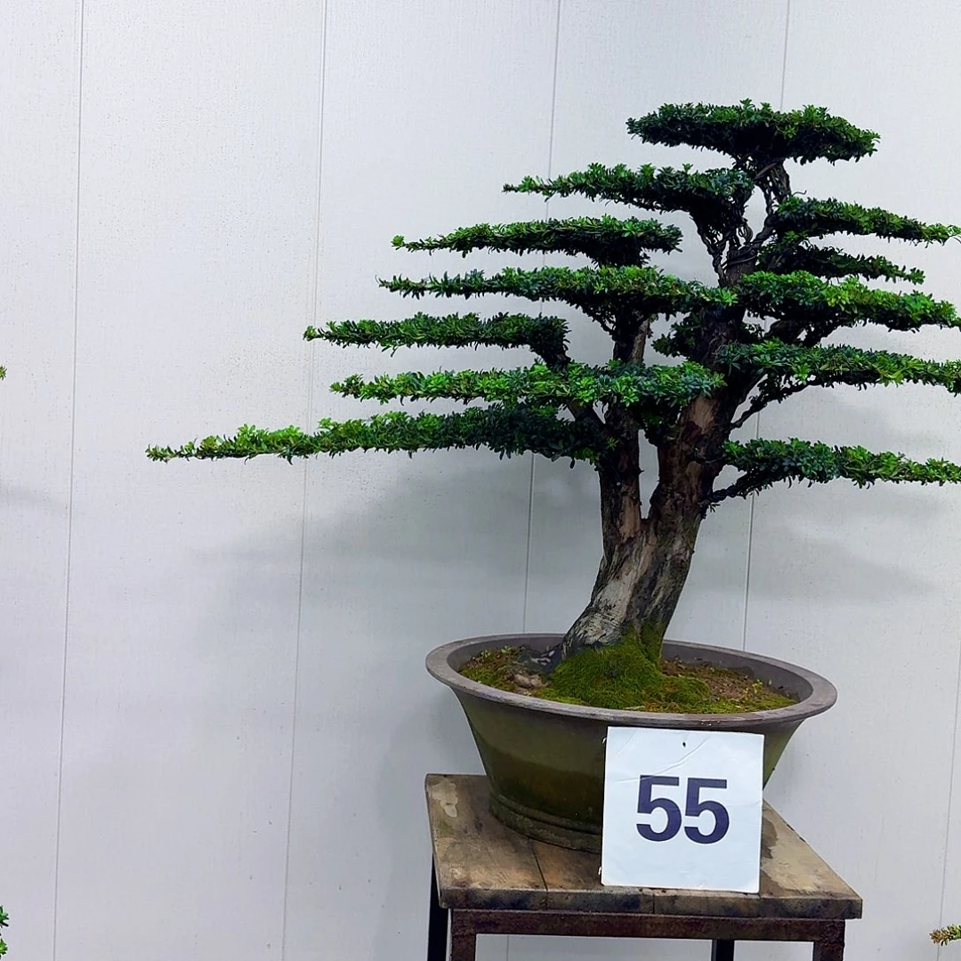 中***训无花朵珍珠罗汉松造型盆景