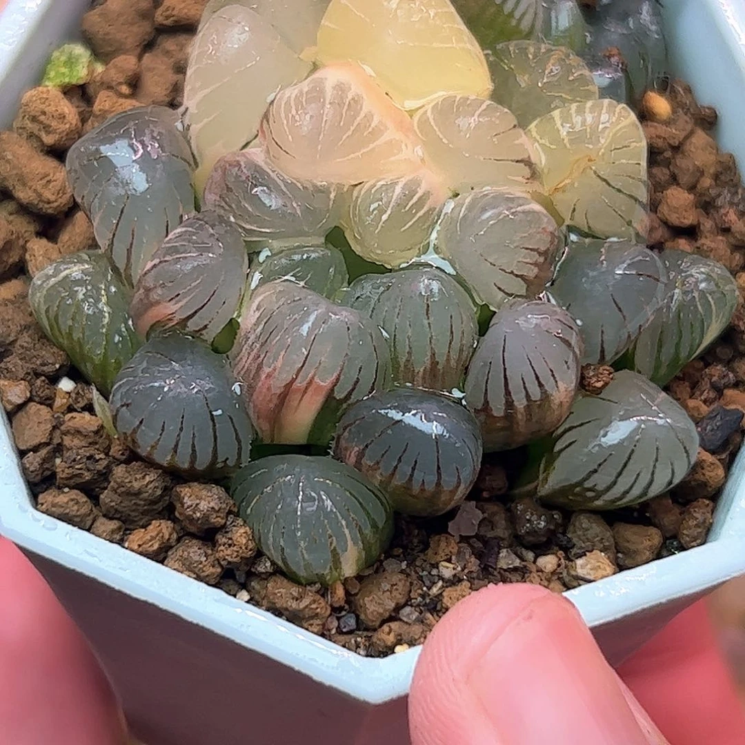 n1母本锦十二卷多肉植物